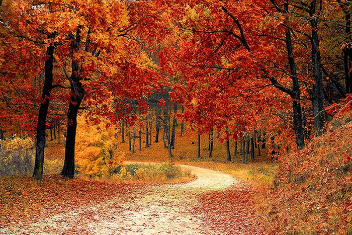 10 Seasonal Design Ideas for Autumn Events